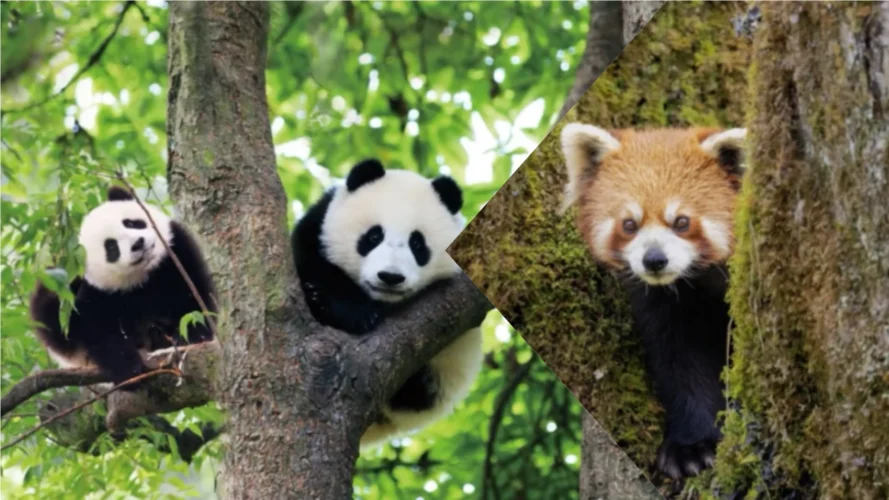 Chengdu Ya'an Labahe Tour