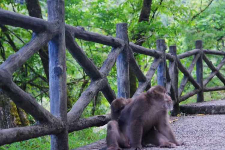 Labahe Nature Reserve Monkeys
