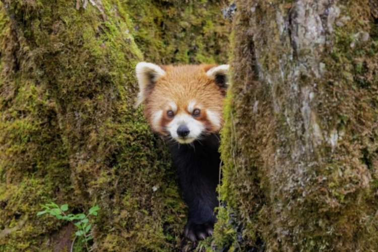 Labahe Nature Reserve Red Panda