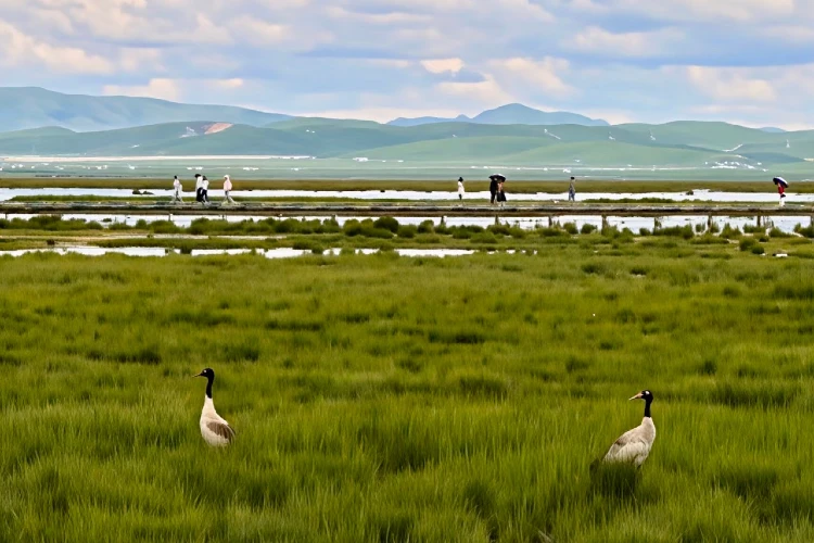 Ruoergai Grassland Birds