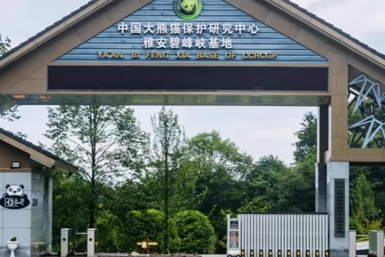 Ya'an Bifengxia Panda Base