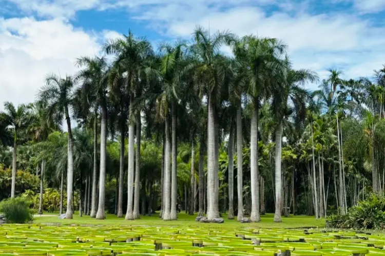 Xishuangbannna Tropical Botanical Garden