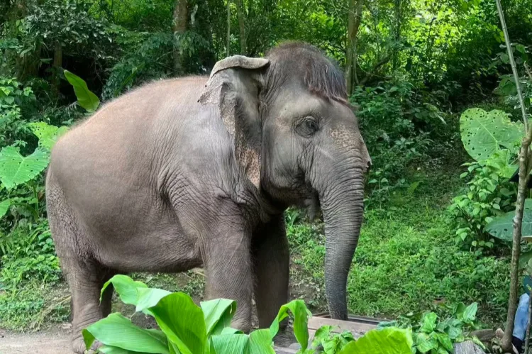 Xishuangbannna Wild Elephant Valley