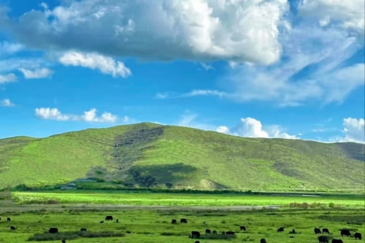 Zoige Grassland