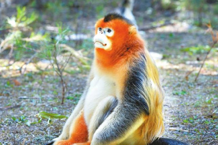 Jiuzhaigou Monkey